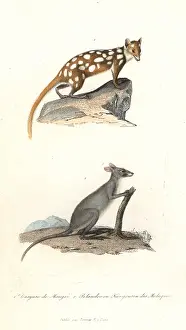 Maluku: Eastern quoll and Maluku kangaroo