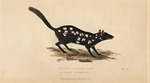 Opossum: Eastern quoll or spotted opossum, Dasyrus