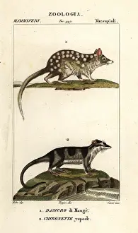 Scienze: Eastern quoll and water opossum