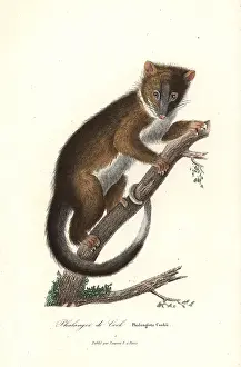 Possum: Eastern ring-tailed possum, Pseudocheirus peregrinus