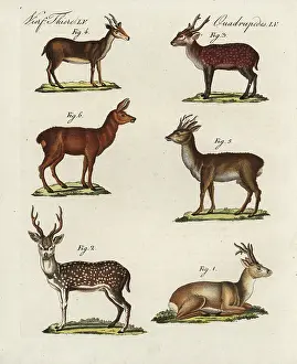 Bertuchs: Eastern roe deer, spotted deer, hog deer, Muntjac