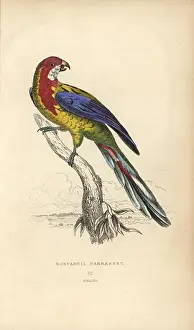 Kidd: Eastern rosella, Platycercus exemius