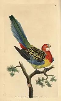 Eximius: Eastern rosella, Platycercus eximius