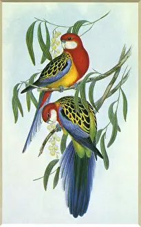 Eucalyptus: Eastern Rosella, Platycercus eximius