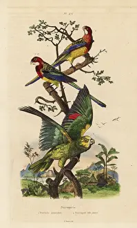 Fries: Eastern rosella and yellow-crowned amazon