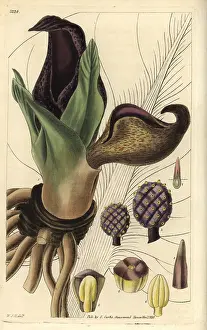 Skunk: Eastern skunk cabbage or skunk weed, Symplocarpus foetidus