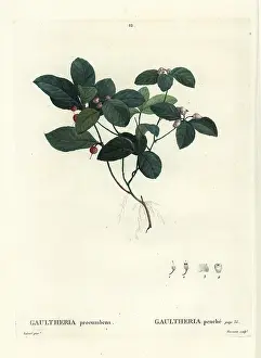 Poupee: Eastern teaberry, checkerberry or boxberry