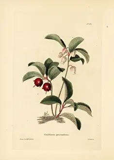 Loddiges: Eastern teaberry, Gaultheria procumbens