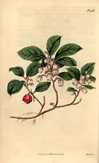 Wintergreen: Eastern teaberry, Gaultheria procumbens