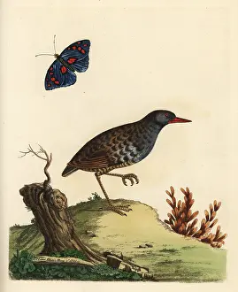 Indicus: Eastern water rail, Rallus indicus