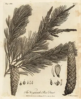 Catkin: Eastern white pine, Pinus strobus
