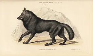 Landseer: Eastern wolf, Canis lycaon