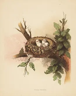 Wagenseller: Eastern wood pewee, Contopus virens