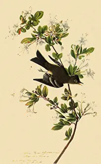 Virens: Eastern Wood Pewee, Contopus virens