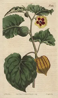 Odour: Eatable physalis, Cape gooseberry or Little