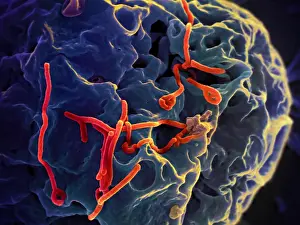 Monotone: Ebola virus particles (red) on a larger cell