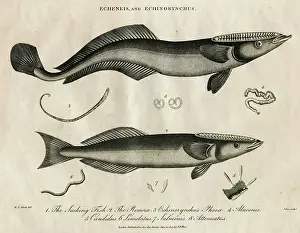 Sucking: Echeneis and Echinorynchus (fish)