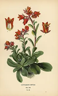 Pomegranate: Echeveria fulgens