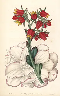 Lindley: Echeveria fulgens