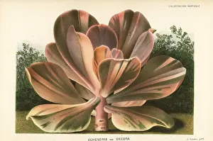 Echeveria: Echeveria gibbiflora