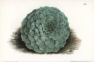 Secunda: Echeveria secunda