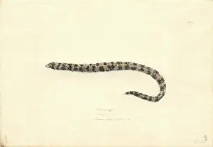 Moray: Echidna nebulosa, clouded eel