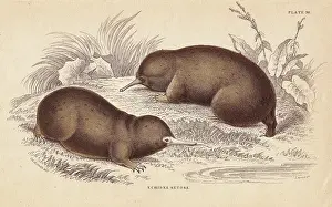 Anteater: Echidna, Tachyglossus aculeatus