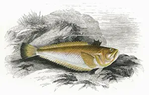 Weever: Echiichthys vipera, or Lesser Weever