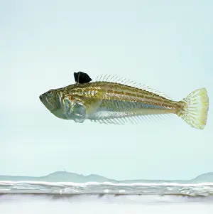 Weever: Echiichthys vipera, lesser weever fish