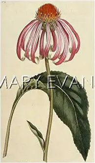 Echinacea: ECHINACEA PURPUREA