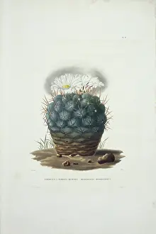 Cacti: Echinocacte hexaedrophorus