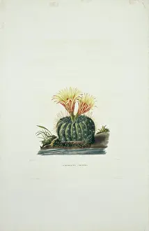 Cacti: Echinocactus concinnus, sun cup
