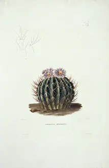 Cacti: Echinocactus coptonogonus, cactus