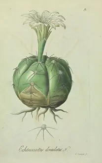 Cactaceae: Echinocactus denudatus