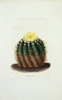Cacti: Echinocactus erinaceus, cactus