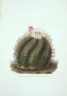 Cacti: Echinocactus horizonthalonius, devil's head cactus