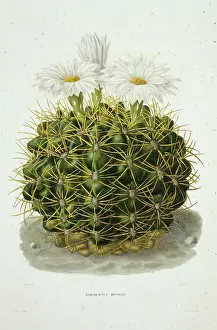 Cacti: Echinocactus monvillii, cactus