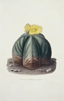 Cacti: Echinocactus myriostigma, bishop's cap cactus