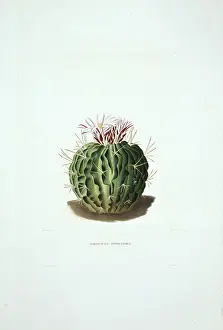 Cacti: Echinocactus pentacanthus, cactus
