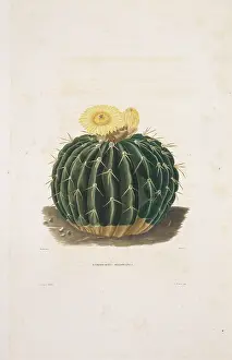 Cacti: Echinocactus sellowianus