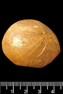 Forgery: Echinocarys, echinoid hoax