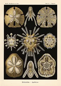 Glitsch: Echinoidea sea urchins