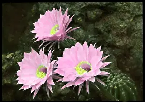 Cactus: Echinopsis Multiplex