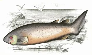 Bramble: Echinorhinus brucus, or Spinous Shark