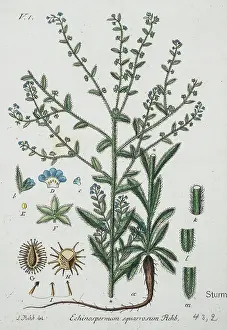 Prickle: Echinospermum squarrosum, stick-seed
