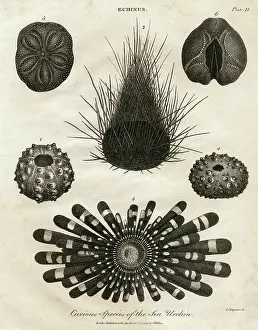 Echinus: Echinus, or Sea Urchin
