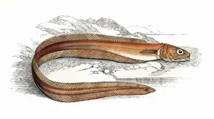 Drummond: Echiodon dentatus, or Drummond's Echiodon