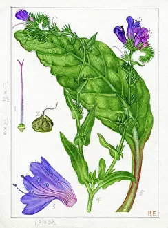 Bentham: Echium plantagineum - purple viper's-bugloss