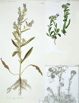 Echium: Echium plantagineum, salvation Jane