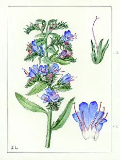 Bentham: Echium vulgare - viper's bugloss